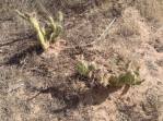 Opuntia arenaria, Samalayuca, MX, Samuel Andrés Gamboa