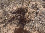 Opuntia arenaria, Samalayuca, MX, Samuel Andrés Gamboa