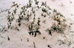 Opuntia arenaria, Vado, NM