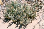 Opuntia arenaria, Vado, NM