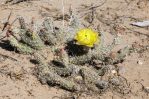 Opuntia arenaria, Dona Ana Co. NM, Patrick Alexander