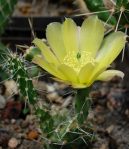 Opuntia arenaria, cultivated, Nord Ravn at www.nord.ravn.dk