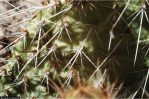 Opuntia arenaria, plants.usda.gov