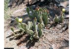 Opuntia arenaria, plants.usda.gov