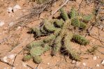 Opuntia arenaria, south of Las Cruces. NM, Patrick Alexander