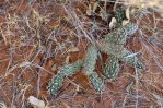 Opuntia arenaria, south of Las Cruces. NM, Patrick Alexander