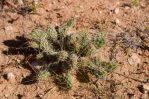 Opuntia arenaria, south of Las Cruces. NM, Patrick Alexander