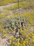 Opuntia arenaria, Vado, NM, Rob Romero