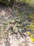 Opuntia arenaria, Vado, NM, Rob Romero