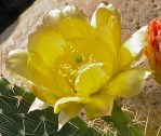 Opuntia arenaria, Northern Nursery