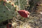 Opuntia arizonica, Tanque Verde Rd, Tucson, AZ