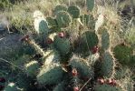 Opuntia arizonica, Tanque Verde Rd, Tucson, AZ