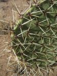 Opuntia arizonica, Rio Communities, NM