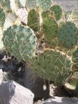 Opuntia arizonica, Hueco Tanks, TX