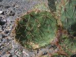 Opuntia arizonica, Hueco Tanks, TX