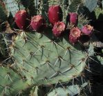 Opuntia arizonica, Rio Communities, NM