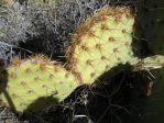 Opuntia arizonica