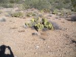 Opuntia arizonica, near Congress, AZ