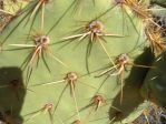 Opuntia arizonica, near Congress, AZ