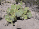 Opuntia arizonica, north of Socorro, NM