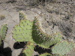 Opuntia arizonica, north of Socorro, NM