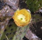 Opuntia arizonica