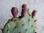 Opuntia arizonica fruit