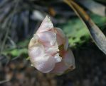 Opuntia atrispina, faded, Dave vanLangen