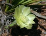 Opuntia atrispina, Dave vanLangen