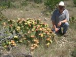 Opuntia atrispina, near Ulvalde, TX