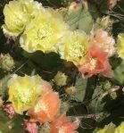 Opuntia atrispina, near Ulvalde, TX