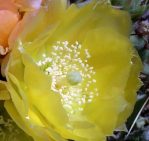 Opuntia atrispina, near Ulvalde, TX