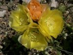 Opuntia atrispina, near Del Rio, TX