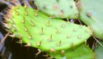 Opuntia atrispina leaves, near Del Rio, TX