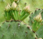 Opuntia atrispina, near Del Rio, TX