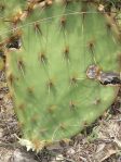 Opuntia atrispina, spine details