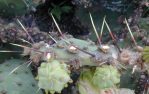 Opuntia atrispina, spine details, Texas A&M