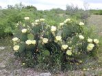 Opuntia atrispina, Texas A&M