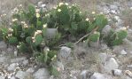 Opuntia atrispina, friocanyonnature.com