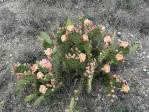 Opuntia atrispina, garden plant, Hayes,Jackson