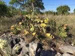 Opuntia atrispina, Rock Springs, TX, Ben Udall