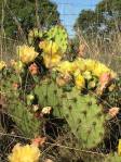 Opuntia atrispina, Rock Springs, TX, Ben Udall