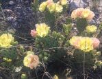 Opuntia atrispina, Rocksprings, TX, Ben Udall