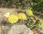 Opuntia atrispina, Rocksprings, TX, Ben Udall