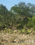 Opuntia atrispina, Rocksprings, TX, Ben Udall