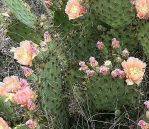 Opuntia atrispina, with two-toned spinens, Hayes Jackson