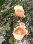 Opuntia atrispina, Del Rio, TX, by Beth Anne Boyd