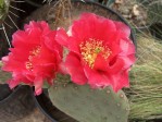 Opuntia aurea selection, Ruffled Papaya