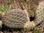 Opuntia aurea, UT