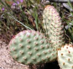 Opuntia aurea